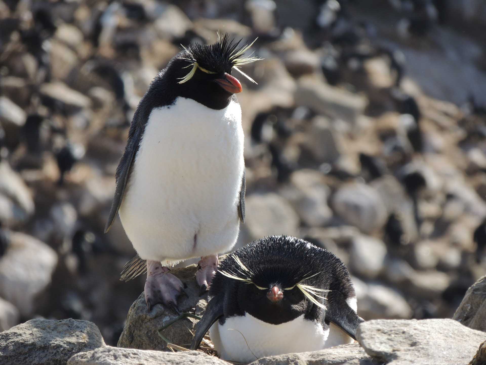 Local penguin wildlife