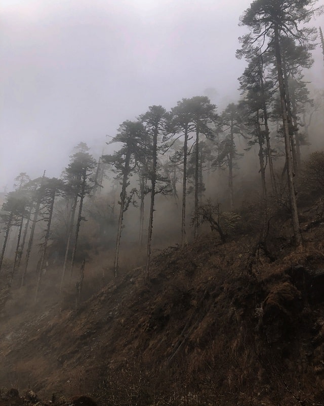 Foggy tree line in Kothe