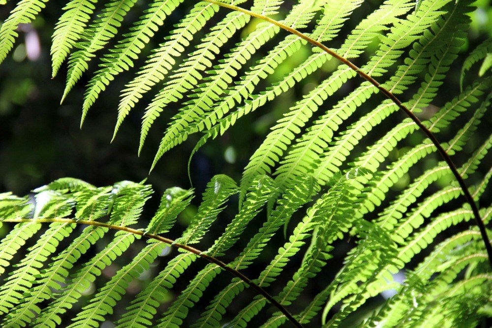 10 Hikes Around Melbourne 10 Hikes Around Melbourne