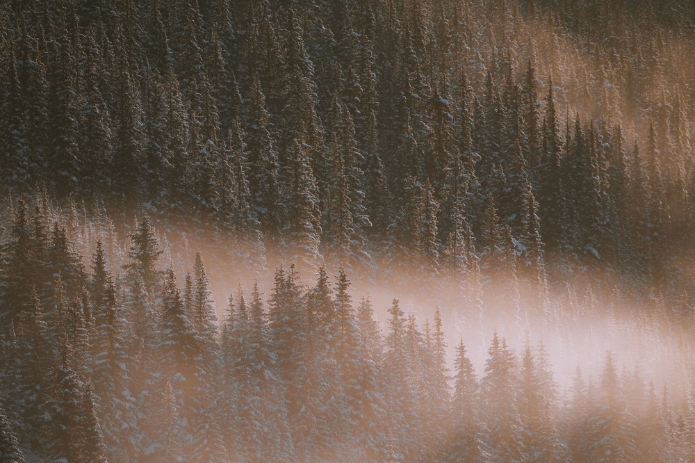 And Into The Forest I Go, To Lose My Mind & Find My Soul And Into The Forest I Go, To Lose My Mind & Find My Soul