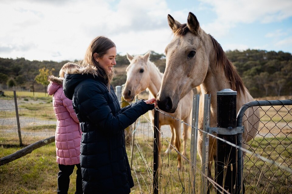 Woman petting two white mountain horses Woman petting two white mountain horses