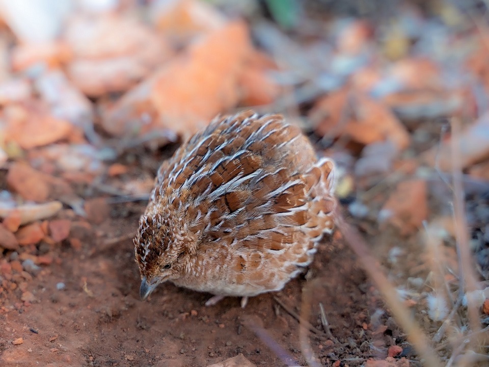 Button Quail