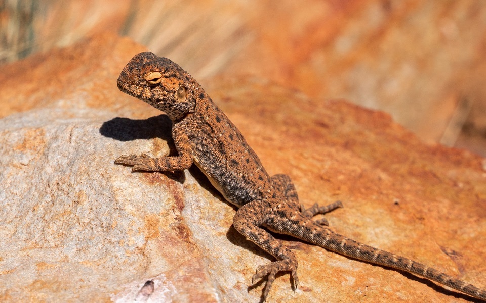 Camouflaged Wildlife Camouflaged Wildlife