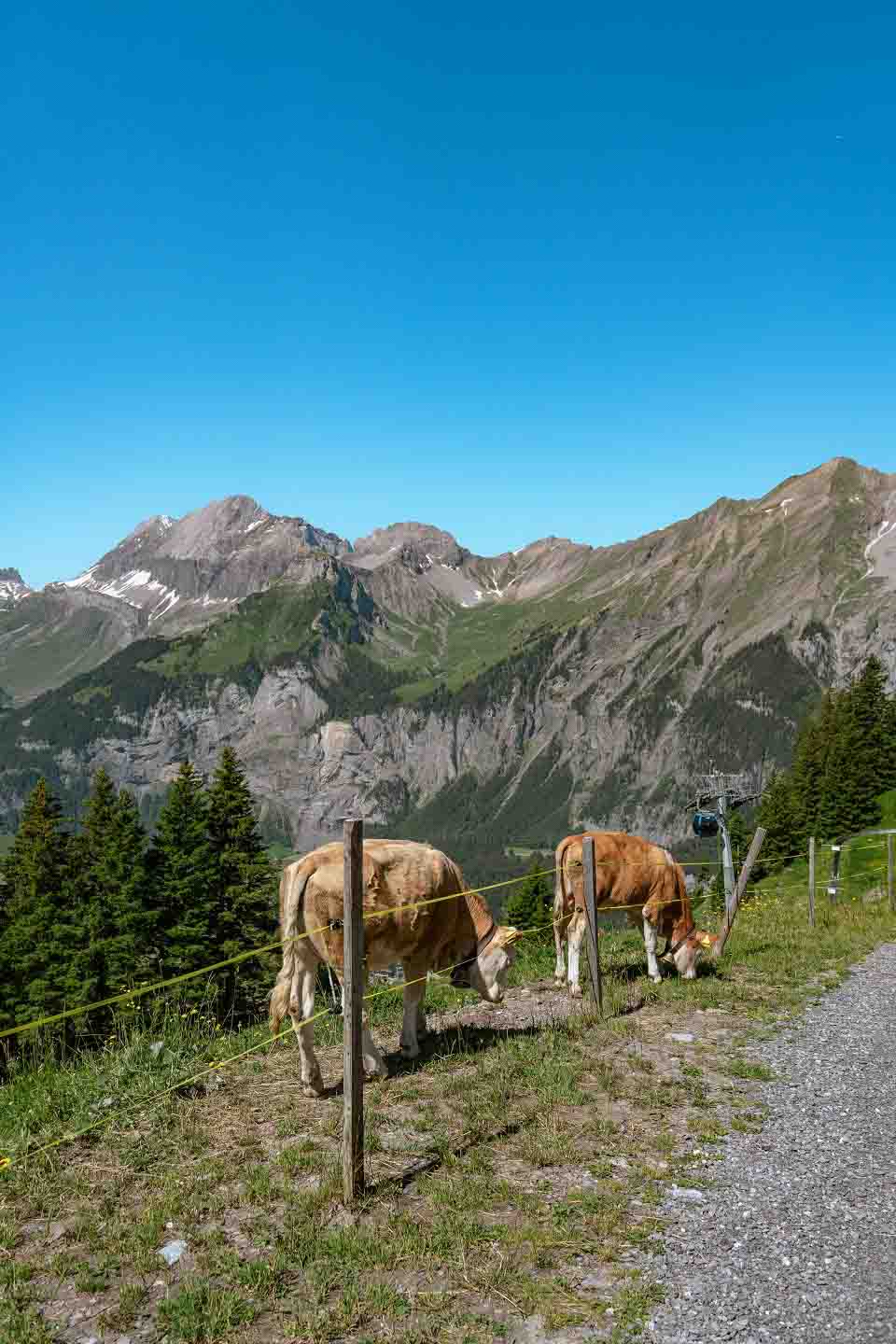 Local cows by the hiking trail Local cows by the hiking trail