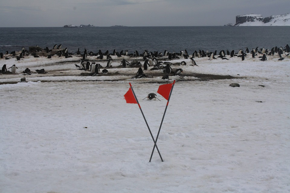 Ari Comben expedition with Homeward Bound