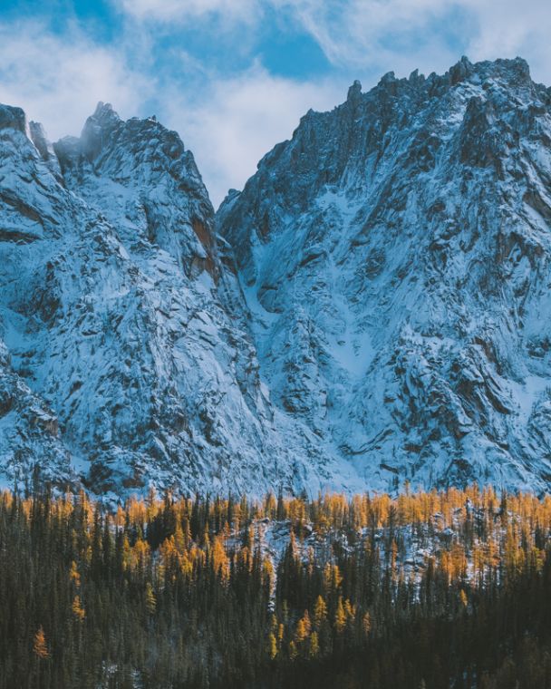 Larch Madness - The Hunt For Orange October In Washington