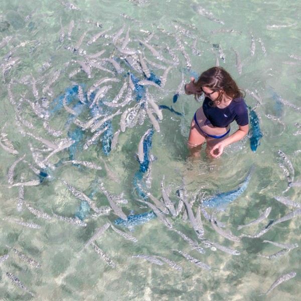 Journey To The Lost World Journey To The Lost World