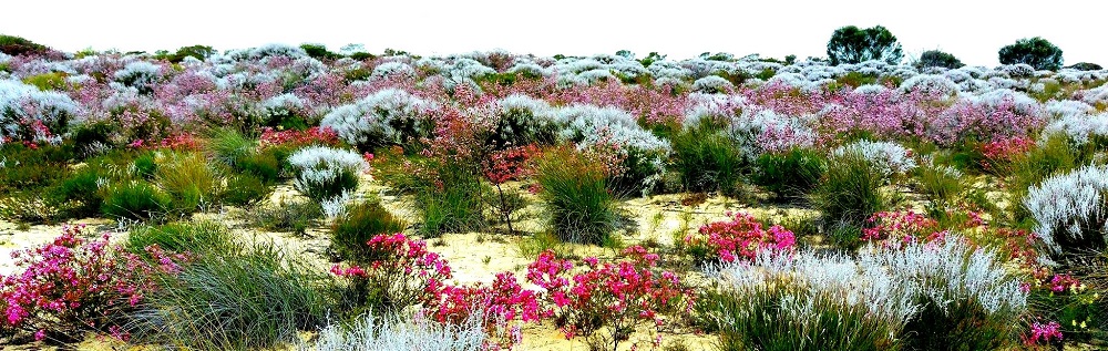 Kalbarri National Park, Western Australia, Australia