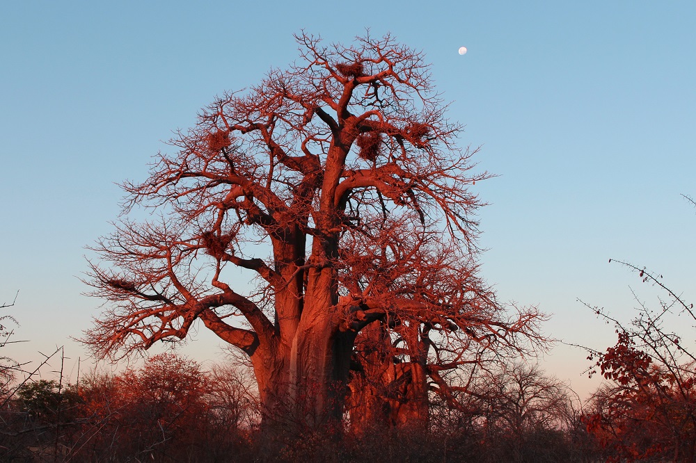 Makgadikgadi Pan National Park, Namibia