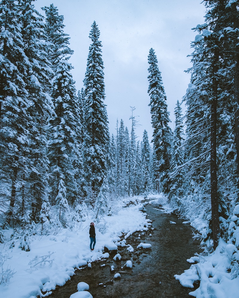 Emerald Lake In British Columbia