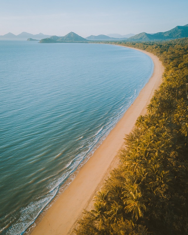 Famous Palm Trees Of Palm Cove