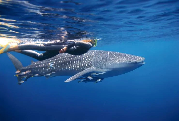 Swimming With Whale Sharks